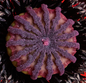 Macro poppy This is a macro photograph taken in the afternoon during late spring, showcasing the intricate details of a poppy flower seed pod. The image was captured in Tapton Park and focuses closely on the unique structure and texture of the poppy, with its radial arrangement of stigmatic rays covered in fine pollen. Surrounding the poppy pod, parts of other flowers and plants are also visible, contributing to the composition. The photograph highlights the natural beauty of flowers found in Tapton Park and serves as a detailed study in botanical photography.